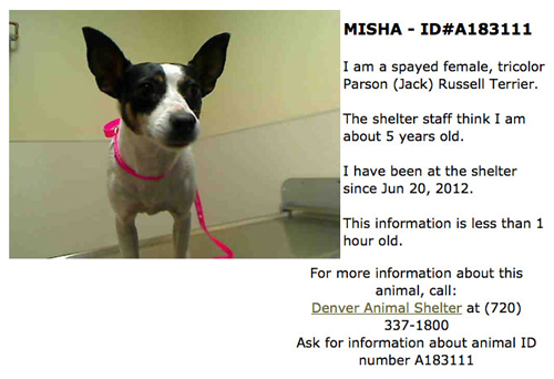 Misha - Parsons Russell Terrier at Denver Animal Shelfter